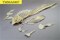 藏品(侏儒抹香鯨)的圖片